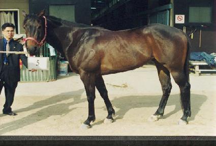 ���̾Ƹ��ε� ����