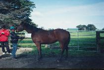 �߷������� (BALLERINA BELLE) ����
