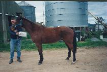 �����÷� (SOUTHERN FLOW) ����