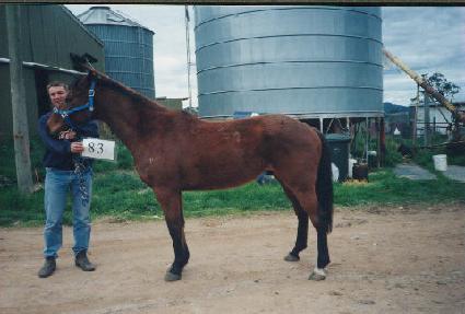 �����÷� ����