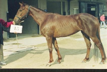 �ϳ� ����