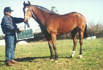 ������ (SHINT��ONGHAN) ����