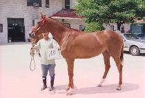 ���� (MIDEUM) ����