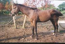 ���Ư�� (SAMYANG T��EUKPO) ����