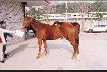 �ϼ����� (ILSEOKIJO) ����