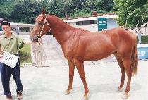 Ȳ���� (HWANGGEUMI) ����