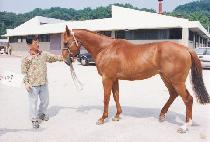 ��� (THUNDER) ����