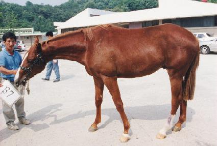 ����� ����