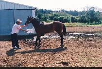 ��� (TAEMANG) ����