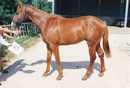 ǻ�� ����