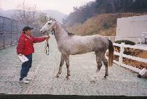 �ǹ��Ҹ� (SILVER BULLET) ����