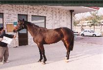 �������� (PAKCH��AOREUM) ����