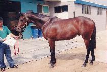 �̵�� (MEDIA) ����