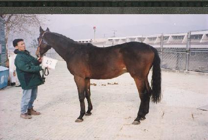 ��� ����