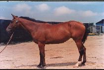 ���� (SHOOTING) ����