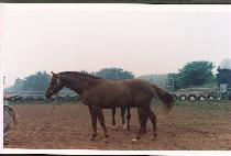 ������ٸ� (SUNGGUL PIBARI) ����