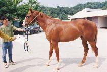 ������ (MANSUDAE) ����