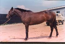 ��ϻ� (UNAMSA) ����