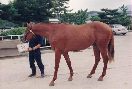 ������ ����