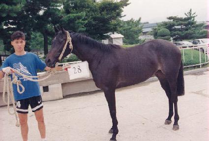 Ȳ��ȭ�� ����