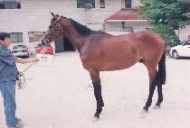 ������ (CH��AOREUM) ����