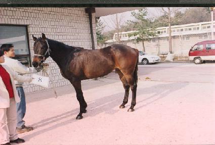 Ǫ���� ����