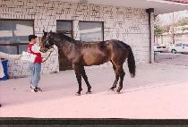 ���Դ� (HAEK��AMDAE) ����