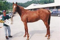 ������ (PPAREUNE) ����