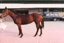 �������� (PPALGAN MOJA) ����