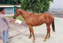 ������ (CHEBI BAND) ����