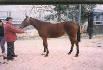 �̷�Ư�� (MIRAE T��EUKKEUP) ����