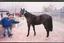 ��α�� (PAEKTU KISANG) ����