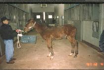 �������ڸ� ����