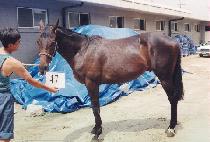 ��Ȱ (CHAHWAL) ����