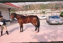 �������� (TOUGH GUY) ����