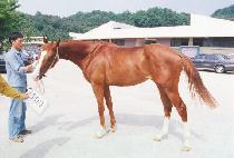 �μ���� (PUSEOK DAESUNG) ����