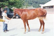 �Ŵ�� (SHINDAERYUK) ����