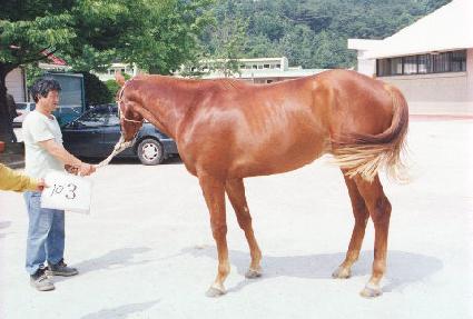 �Ŵ�� ����