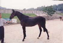 ��ȭ���� (SHINHWASUBUN) ����