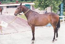 ���� (SUJI) ����