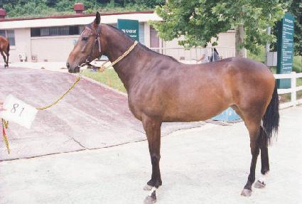 ���� ����