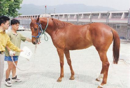 ������ ����