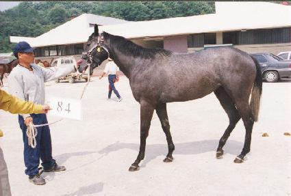 ������ ����