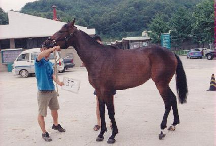 Ȳ�� ����