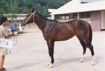 Ȳ�ݺ� ����