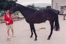 �巡�� (DRAGON) ����