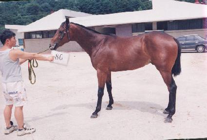 �ٵ�ǳ ����