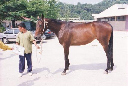 �ڻ� ����