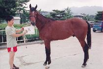 ������ (NUNUSEUM) ����