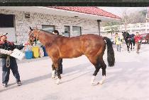 ��ٵ��� (VIVA DONA) ����